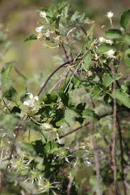 Image result for Clematis brachiata
