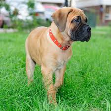 You may contact me via. Bullmastiff Puppies Puppyhood And Beyond