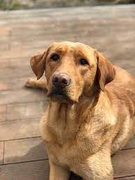 Goldador A Golden Retriever Labrador Mix Labrottie Com