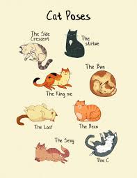 Cat Poses Print 8 5 By 11 Or 4 By 6 Etsy Cat Pose Russian Blue Cat Cats