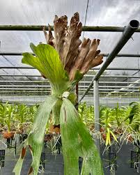 Image result for Platycerium stemaria