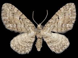 Image result for Eupithecia actaeata