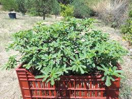 Image result for Ficus bubu