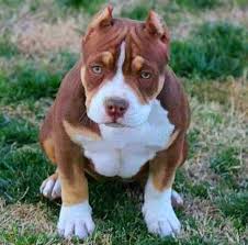 Do Not Think Twice To See Our Website Pitbullsofinstagram Pitbulls In 2020 Pitbull Terrier Beautiful Dogs Dog Breeds