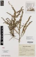 Image result for Crotalaria spinosa