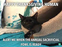 Happy Thanksgiving Cat Album On Imgur