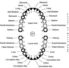 37 Unusual Chinese Medicine Tooth Chart