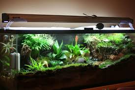 Vivarium Vivarium Terrarium Scene Water Terrarium