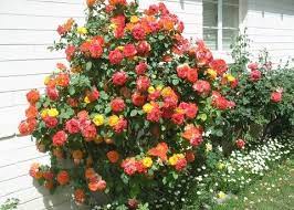 Pinata Climbing Rose Purchased From Home Depot Last Month Got Home And Looked It Up Online To Find Out I Garden Front Of House Climbing Roses Growing Roses