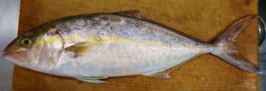 カンパチ : 土佐料理 旬の鰹がゆく！