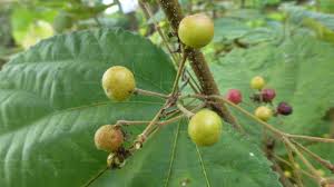 Image result for Embelia