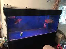This aquarium stand is just the thing to show off your 20 gallons aquarium filled with all your favorite gold fish, guppies, bettas, rainbow fish, and so much more. Aquarium 5 6 Feet Pet Supplies Pet Accessories On Carousell