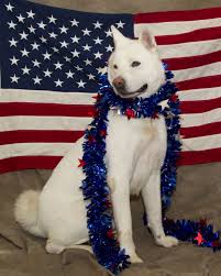 Eb7g19651 Jpg 1200 1500 Patriotic Pets Pet Holiday Small Pets