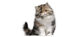 They are very intelligent and will follow you everywhere as stated before, the oriental longhair has its merits on being peaceful and always following you. Persian Cat Breed Information Personality Common Health Problems