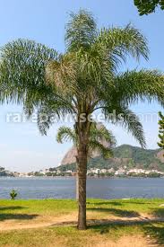 Image result for Syagrus