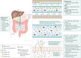 Utilizing The Gut Microbiome In Decompensated Cirrhosis And Acute On Chronic Liver Failure Nature Reviews Gastroenterology Hepatology