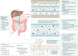 A university for the world. Utilizing The Gut Microbiome In Decompensated Cirrhosis And Acute On Chronic Liver Failure Nature Reviews Gastroenterology Hepatology