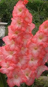 Pin On Gorgeous Glads