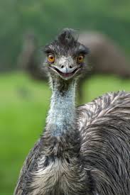 Notme Itsemu In 2020 Funny Bird Pictures Funny Birds Funny Dog Faces