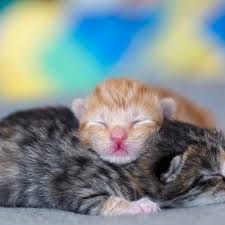 Kitten Development From Newborn To One Week
