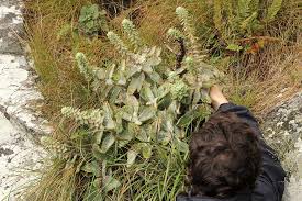 Image result for Coleus caudatus