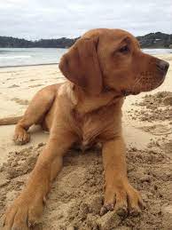 Brooke Our Red Fox Labrador At The Beach On A Winters Day Labrador Retriever Popular Dog Breeds Red Lab Puppies