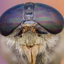 About Horseflies Horsefly Trap