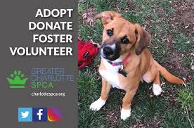 Maybe you would like to learn more about one of these? Greater Charlotte Spca