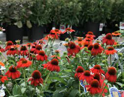 Maybe you would like to learn more about one of these? Long Island Native Plants Buy Native Plants At Decker S Nursery