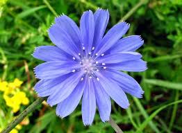 Image result for Cichorium