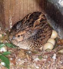 King Quail Or Coturnix Chinensis