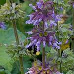 Maybe you would like to learn more about one of these? Annual Flowers That Attract Pollinators Umn Extension