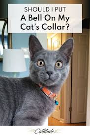 Should I Put A Bell On My Cat S Collar In 2020 Cats Cat Questions Cat Care