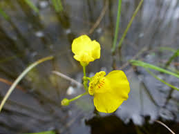 Image result for Utricularia  intermedia