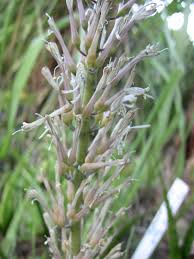 Image result for Cuviera semseii