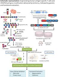 It means like terrific or great or excellent. Genetic Abrogation Of Immune Checkpoints In Antigen Specific Cytotoxic T Lymphocyte As A Potential Alternative To Blockade Immunotherapy Scientific Reports