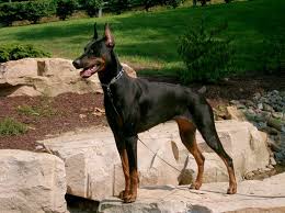 You can view hundreds of listings of dogs for sale from around the country in one convenient location, 24 hours a day, 7 days a week. Giant Doberman Puppies For Sale
