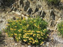 Image result for Monodora grandidieri