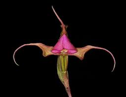 Image result for Disperis