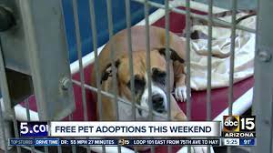 Maybe you would like to learn more about one of these? Today Free Pet Adoptions At 6 Valley Locations