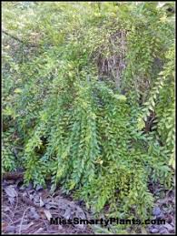 Image result for Phyllanthus taylorianus