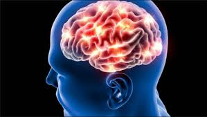 Image result for brain