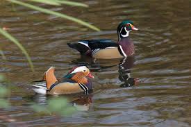 It landed in assam too by accident. 12 Facts About Mandarin Ducks Mental Floss