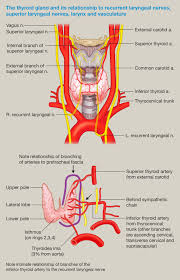 It consists of two lobes (left and right), which are connected by a central isthmus anatomical relations. Thyroid Disease And Surgery Anaesthesia Intensive Care Medicine