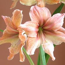 Amaryllis Exotica Amaryllis Amaryllis Flowers Amaryllis Bulbs