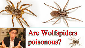 Wolf spiders have eyes arranged in three rows. Are Wolf Spider Poisonous Youtube