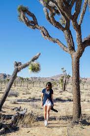 Appreciating Joshua Tree Trend Envy