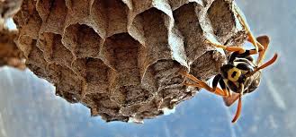 Although Wasps Can Be Of Use Around The Garden By Consuming Dead Insects And Eating Flies They Can Be A Nuisance Too Apart From Stin In 2020 Wasp Insects Wasp Removal