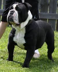 All puppies are triple carriers and will not only be perfect companions. Black White Olde English Bulldogge Bulldog Puppies Bulldog White Bulldog