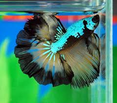 Halfmoon Rosetail Metallic Dragon Butterfly Betta Splendens Betta Fish Betta Fish